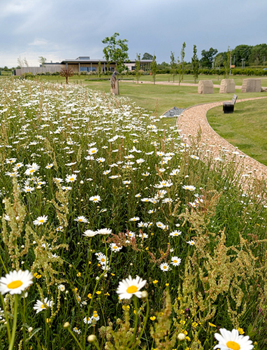 Wildflower meadow at Rushcliffe Oaks