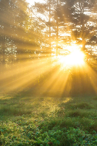 Sunlight through trees