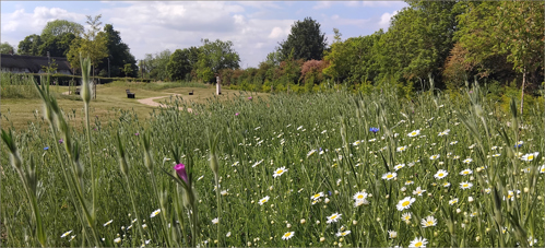 Wild flowers in the Quercus Woodland at Rushcliffe Oaks